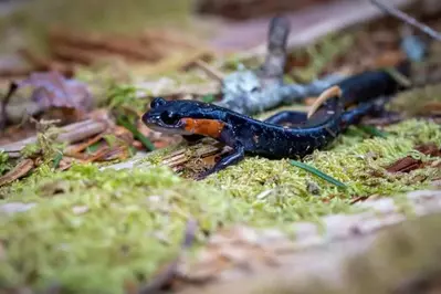 salamander in the Smoky Mountains 