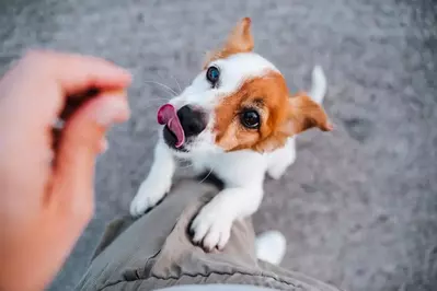 owner giving a dog a treat 