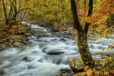 rushing creek surrounded by autumn trees in the Smoky Mountains