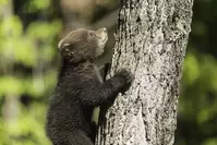 bear cub in smokies